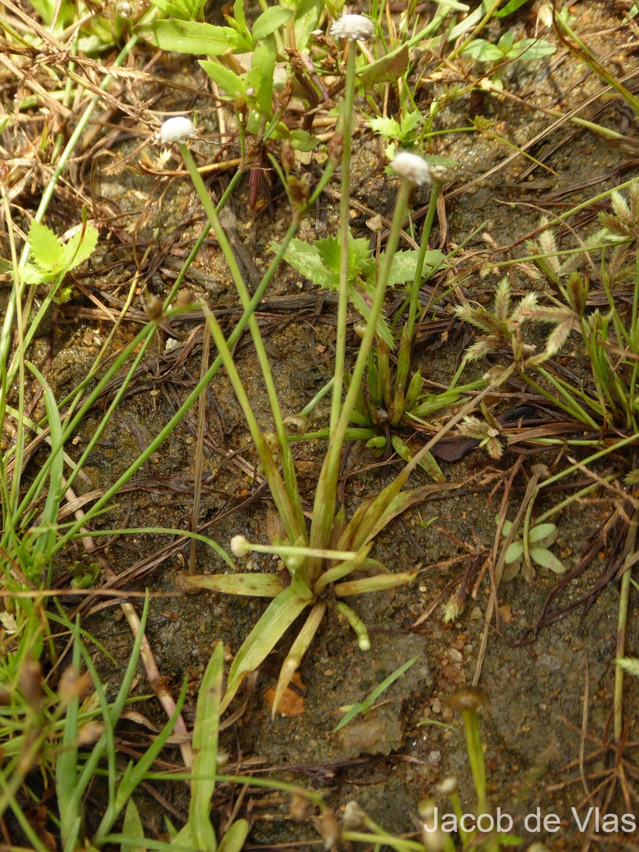 Eriocaulon quinquangulare L.